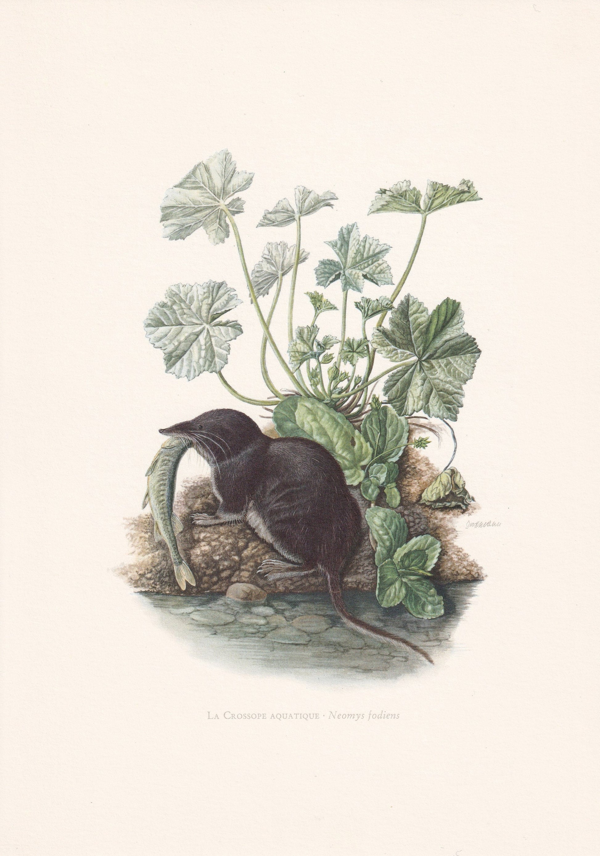 1960 EURASIAN WATER SHREW Print - Vintage Animal Print - Animal Illustration - Animal Wall Art - Vintage Mammal Print - 7.5 x