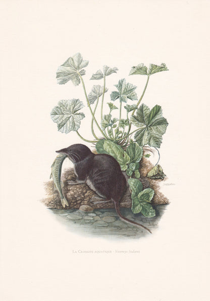 1960 EURASIAN WATER SHREW Print - Vintage Animal Print - Animal Illustration - Animal Wall Art - Vintage Mammal Print - 7.5 x