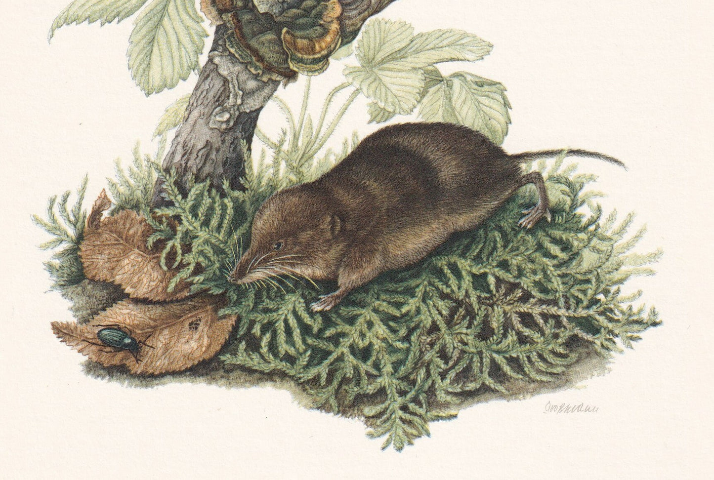 1960 COMMON SHREW Print - Vintage Animal Print - Animal Illustration - Animal Wall Art - Vintage Mammal Print - 7.5 x 10.6 In