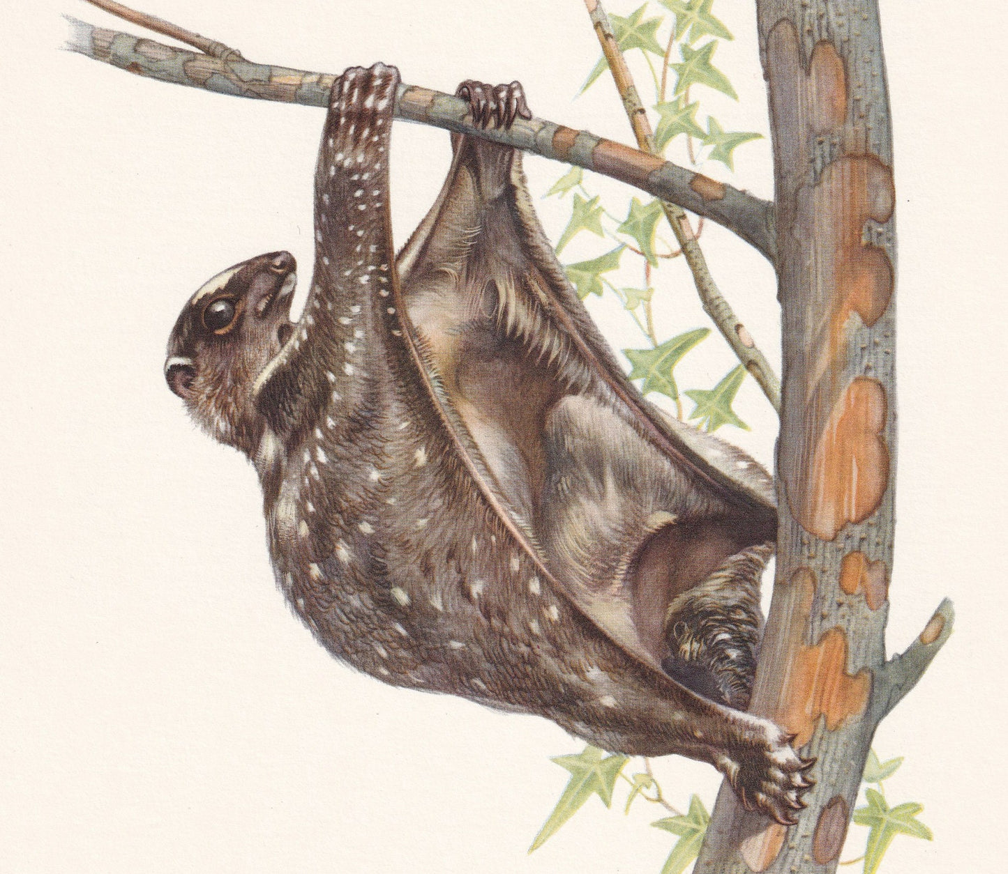 1960 SUNDA FLYING LEMUR Print - Vintage Animal Print - Animal Illustration - Animal Wall Art - Sunda Colugo Print - Over 60 Y