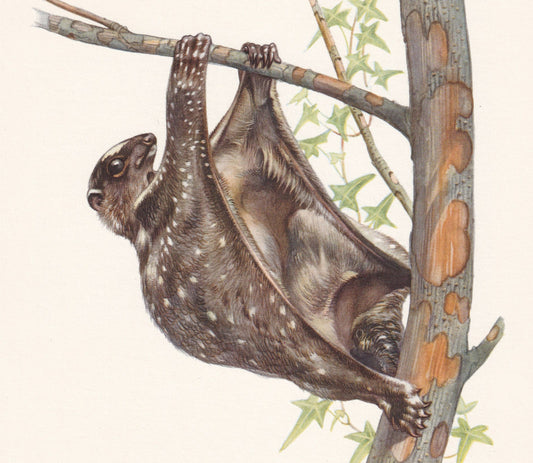 1960 SUNDA FLYING LEMUR Print - Vintage Animal Print - Animal Illustration - Animal Wall Art - Sunda Colugo Print - Over 60 Y