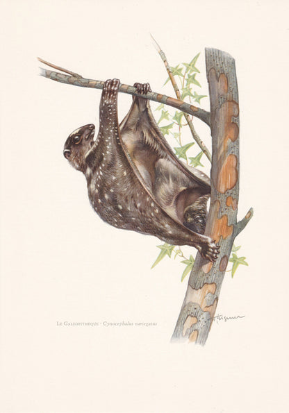 1960 SUNDA FLYING LEMUR Print - Vintage Animal Print - Animal Illustration - Animal Wall Art - Sunda Colugo Print - Over 60 Y