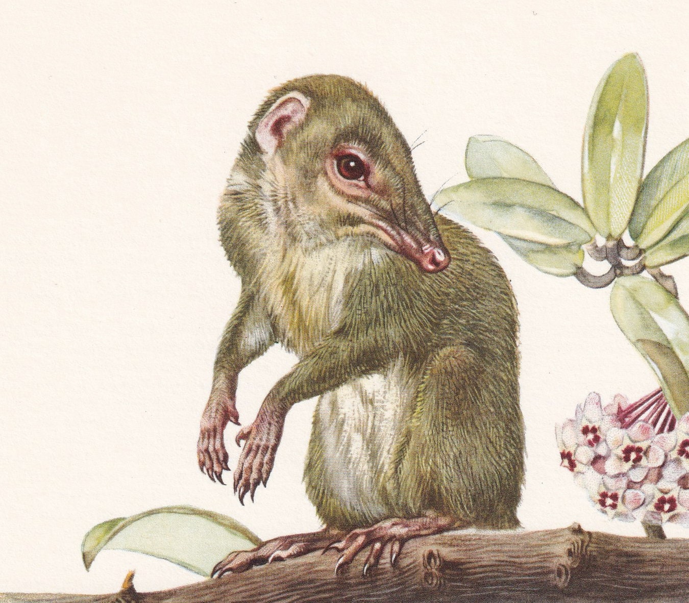 1960 TUPAIA TREE-SHREW Print - Vintage Animal Print - Animal Illustration - Animal Wall Art - Vintage Mammals Print - Over 60