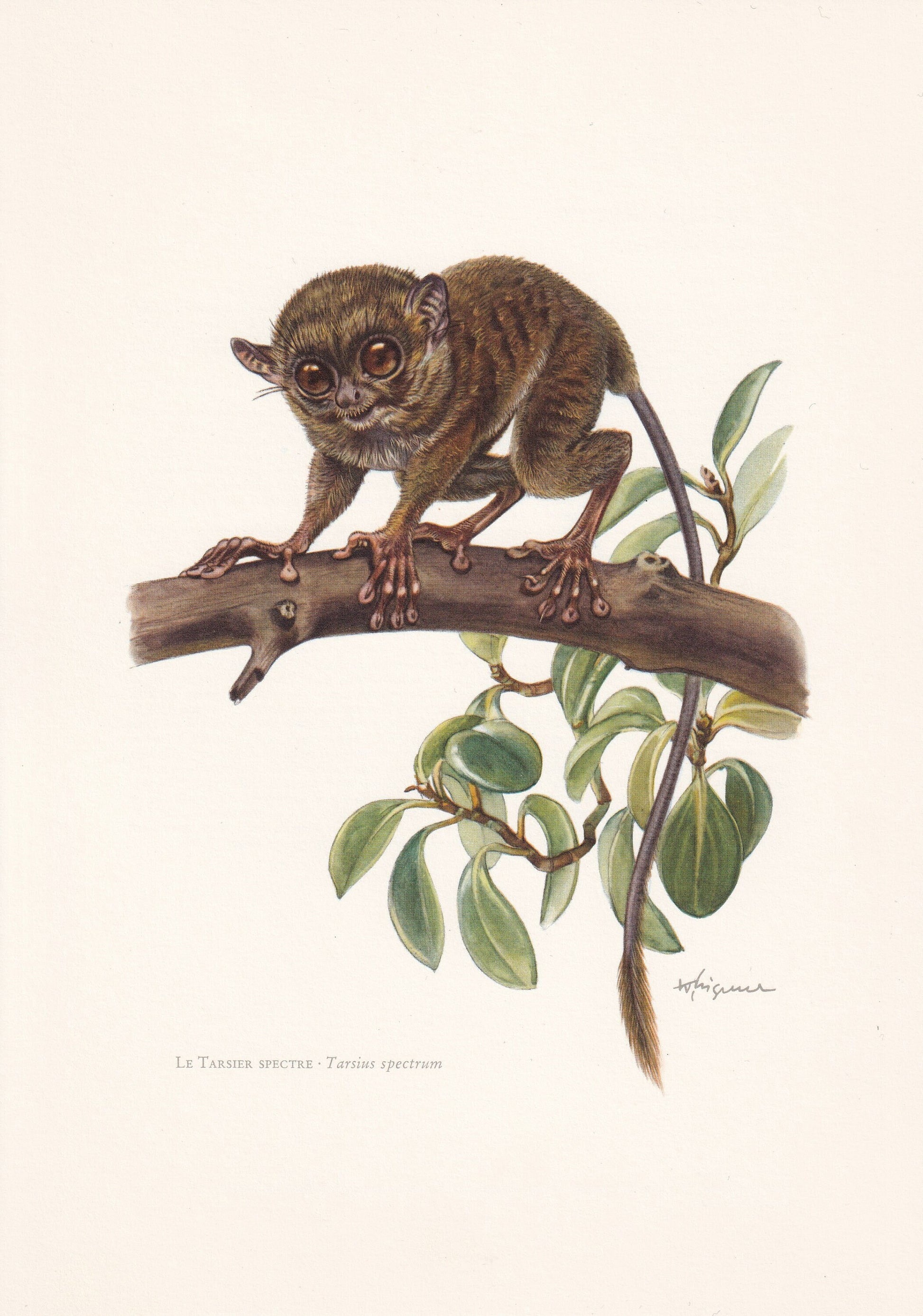 1960 SPECTRAL TARSIER Print - Vintage Animal Print - Animal Illustration - Animal Wall Art - Apes & Monkeys Print - 7.5 x 10.