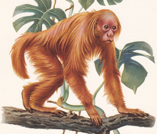 1960 BALD UAKARI Print - Vintage Animal Print - Animal Illustration - Animal Wall Art - Apes & Monkeys Print - 7.5 x 10.6 Inc