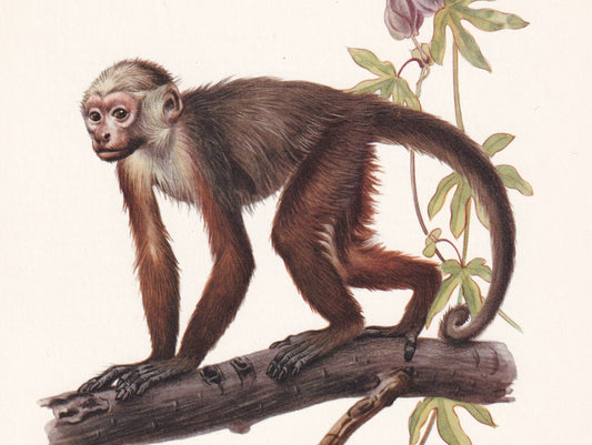 1960 WHITE-FACED CAPUCHIN Print - Vintage Animal Print - Animal Illustration - Animal Wall Art - Apes & Monkeys Print - 7.5 x