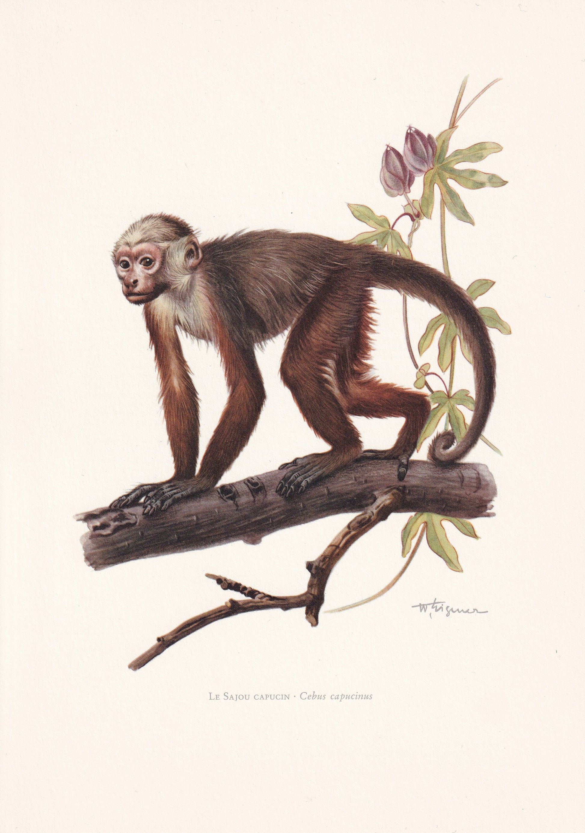 1960 WHITE-FACED CAPUCHIN Print - Vintage Animal Print - Animal Illustration - Animal Wall Art - Apes & Monkeys Print - 7.5 x