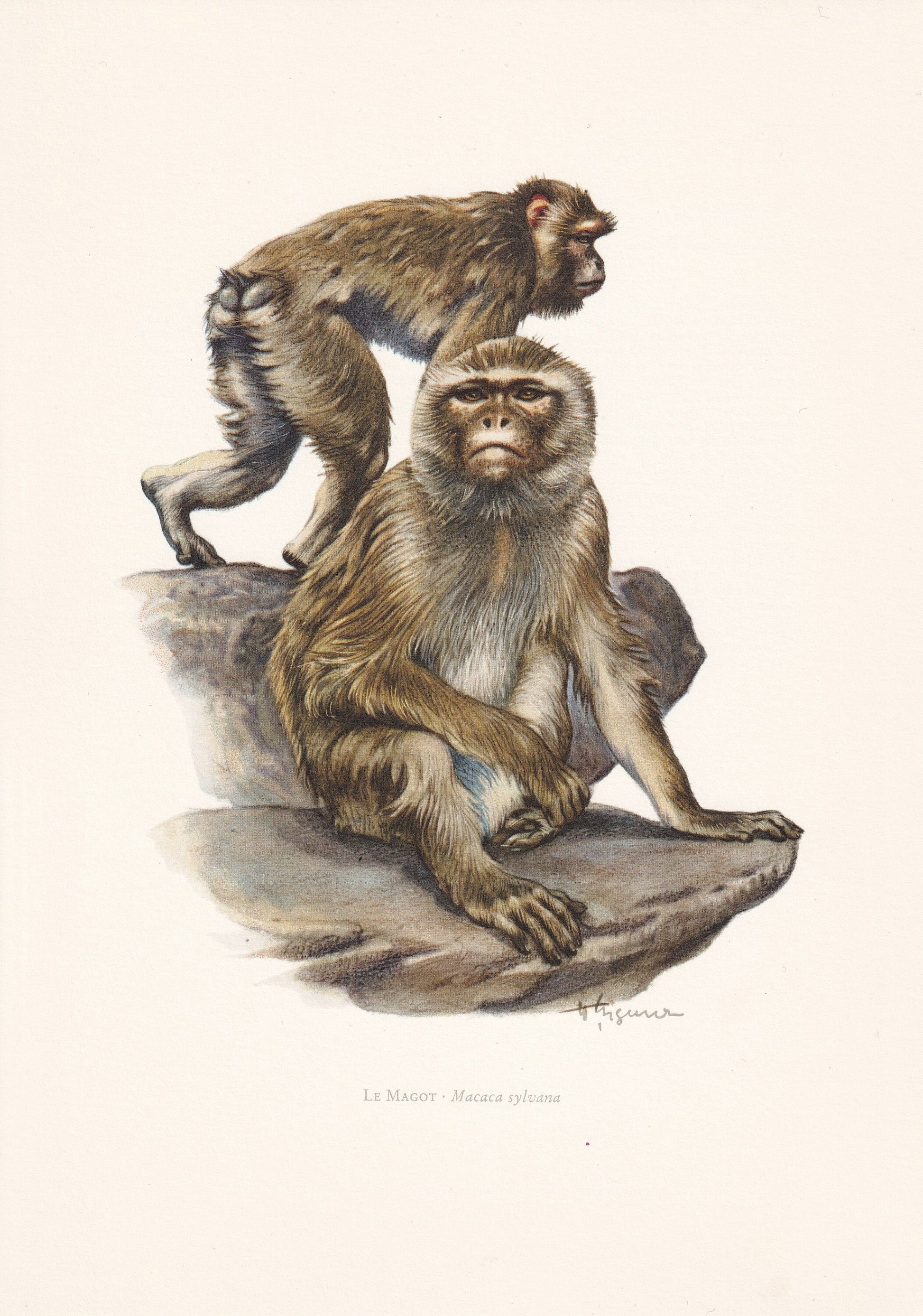 1960 BARBARY MACAQUE Print - Vintage Animal Print - Animal Illustration - Animal Wall Art - Apes & Monkeys Print - 7.5 x 10.6