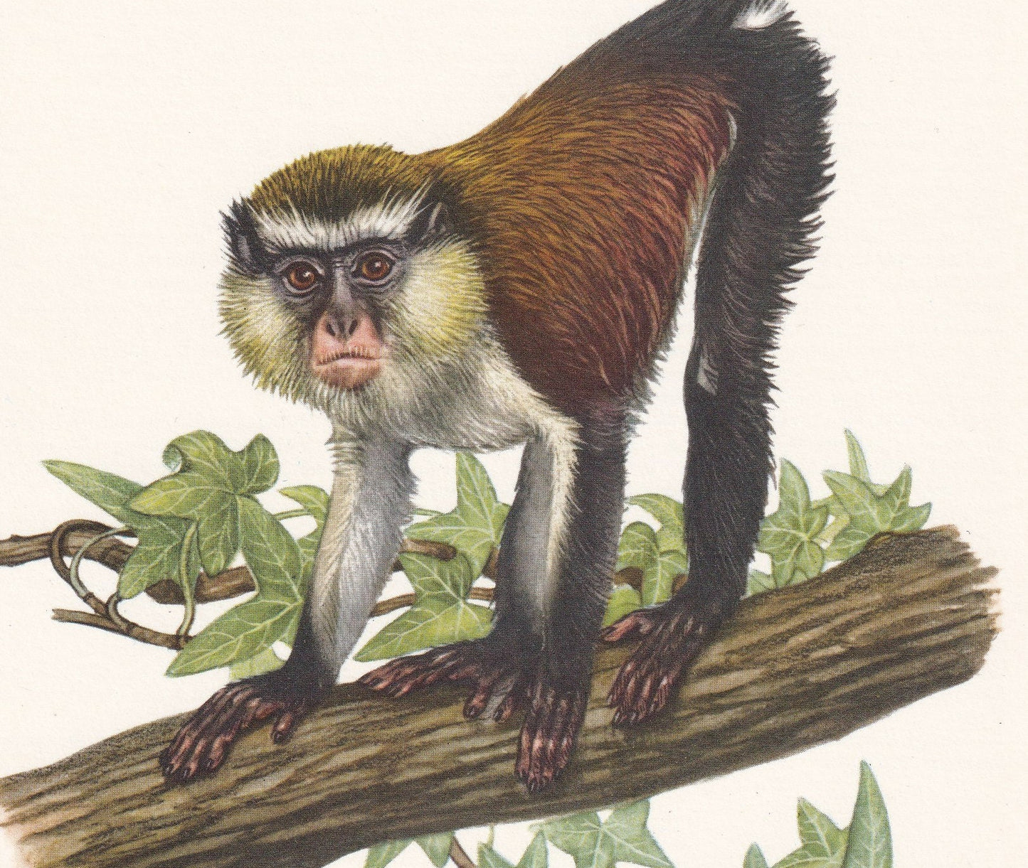 1960 MONA MONKEY Print - Vintage Animal Print - Animal Illustration - Animal Wall Art - Apes & Monkeys Print - 7.5 x 10.6 Inc