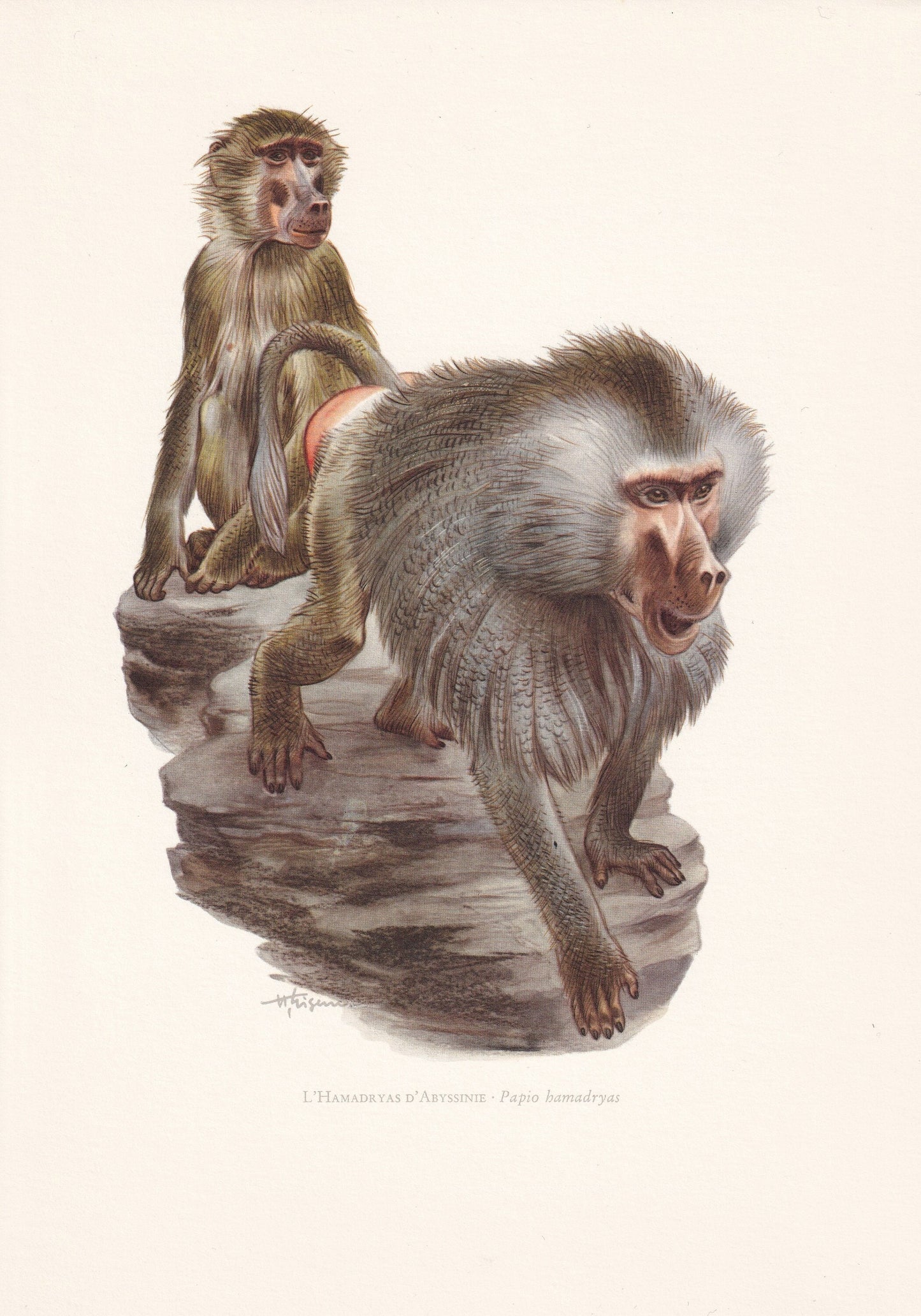 1960 HAMADRYAS BABOON Print - Vintage Animal Print - Animal Illustration - Animal Wall Art - Apes & Monkeys Print - 7.5 x 10.
