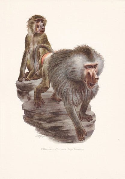 1960 HAMADRYAS BABOON Print - Vintage Animal Print - Animal Illustration - Animal Wall Art - Apes & Monkeys Print - 7.5 x 10.
