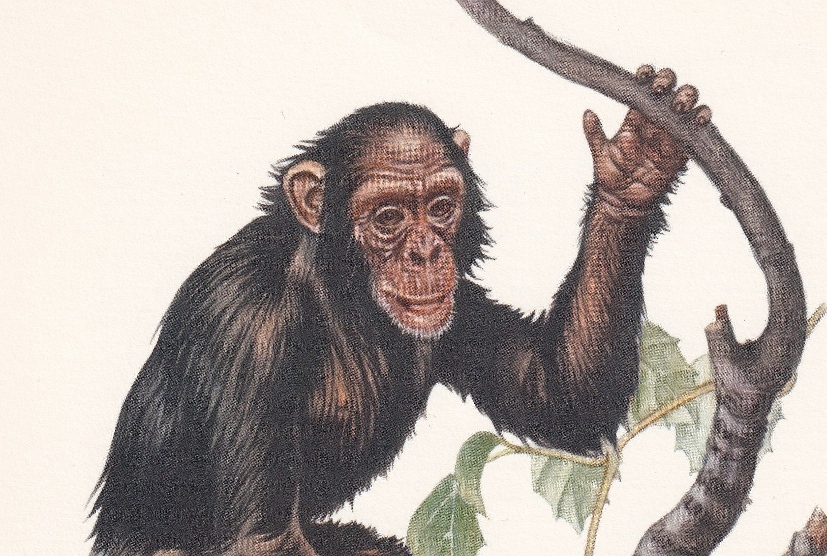 1960 CHIMPANZEE Print - Vintage Animal Print - Animal Illustration - Animal Wall Art - Apes & Monkeys Print - 7.5 x 10.6 Inch