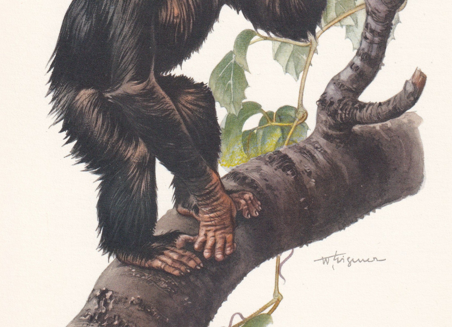 1960 CHIMPANZEE Print - Vintage Animal Print - Animal Illustration - Animal Wall Art - Apes & Monkeys Print - 7.5 x 10.6 Inch