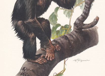 1960 CHIMPANZEE Print - Vintage Animal Print - Animal Illustration - Animal Wall Art - Apes & Monkeys Print - 7.5 x 10.6 Inch