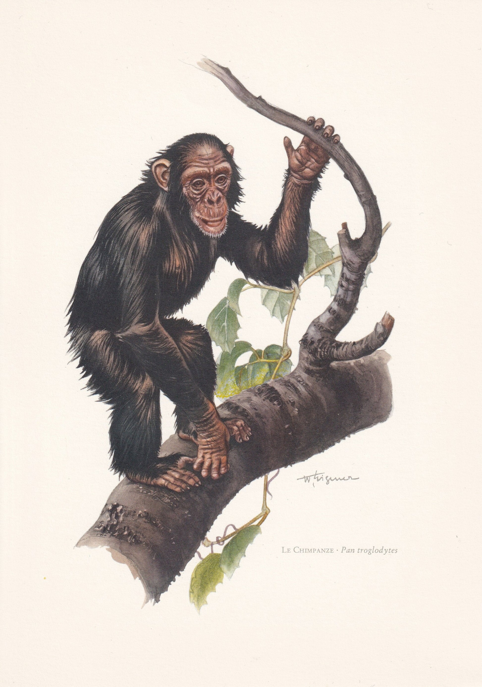 1960 CHIMPANZEE Print - Vintage Animal Print - Animal Illustration - Animal Wall Art - Apes & Monkeys Print - 7.5 x 10.6 Inch