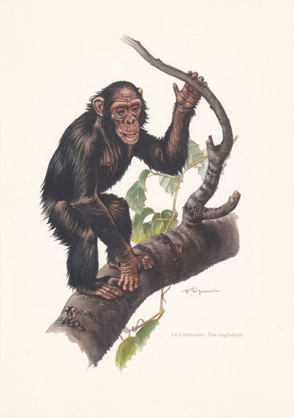 1960 CHIMPANZEE Print - Vintage Animal Print - Animal Illustration - Animal Wall Art - Apes & Monkeys Print - 7.5 x 10.6 Inch