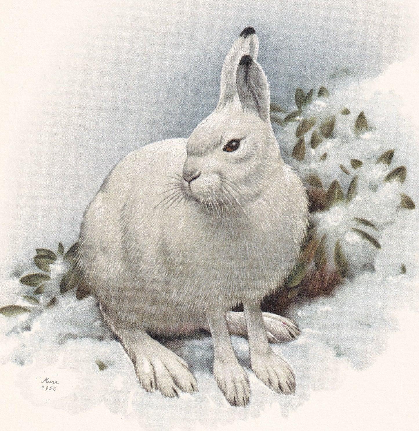 1960 MOUNTAIN HARE Print - Vintage Animal Print - Animal Illustration - Animal Wall Art - Vintage Mammal Print - 7.5 x 10.6 I