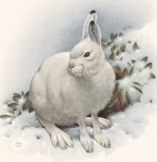 1960 MOUNTAIN HARE Print - Vintage Animal Print - Animal Illustration - Animal Wall Art - Vintage Mammal Print - 7.5 x 10.6 I