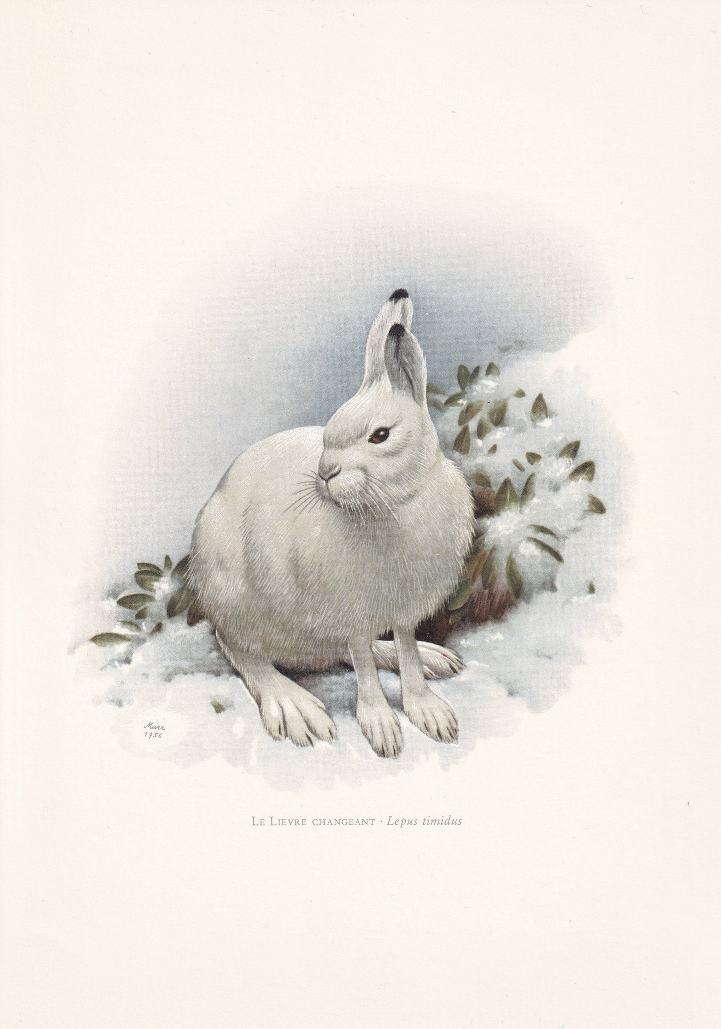 1960 MOUNTAIN HARE Print - Vintage Animal Print - Animal Illustration - Animal Wall Art - Vintage Mammal Print - 7.5 x 10.6 I