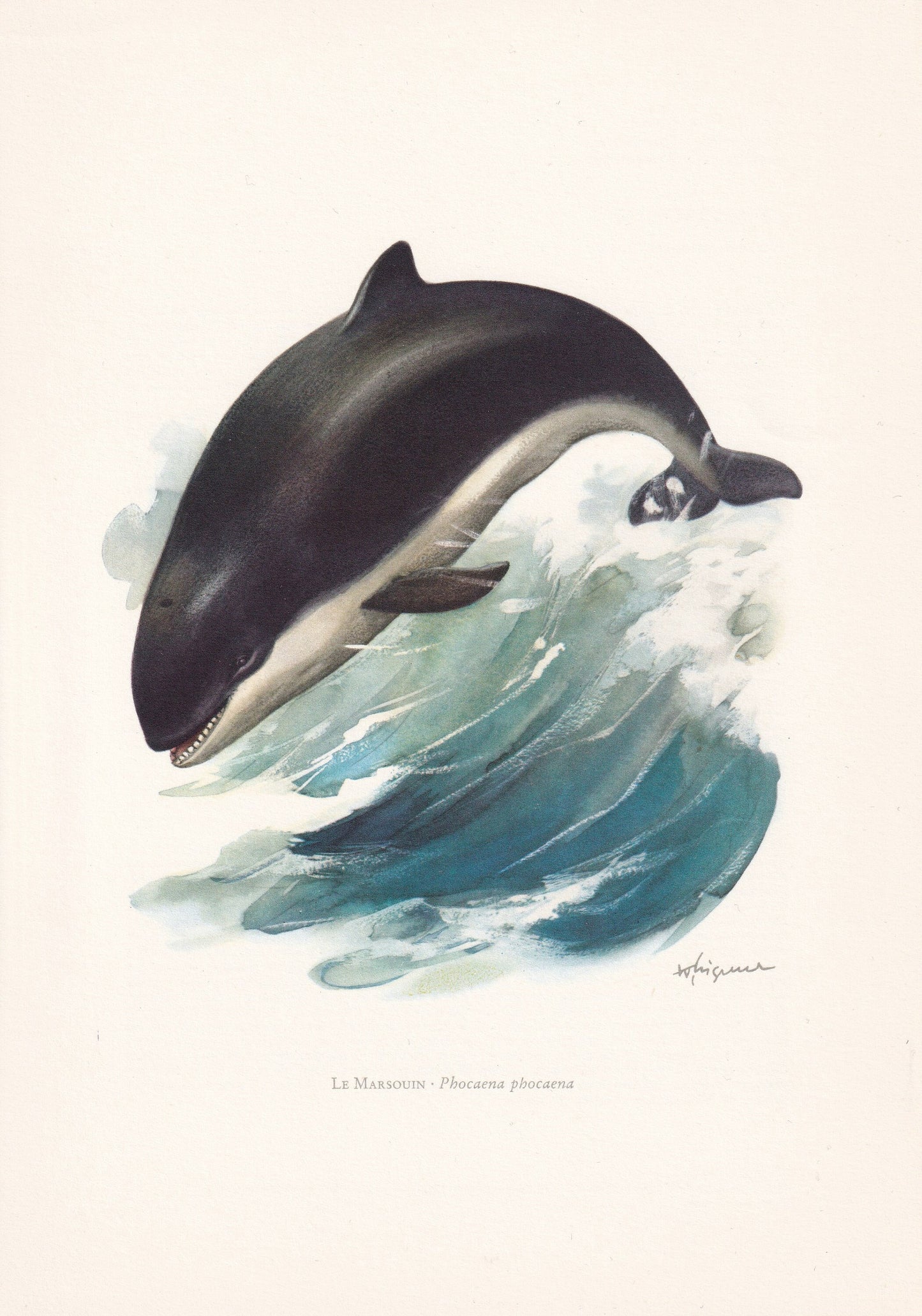 1960 HARBOR PORPOISE Print - Vintage Animal Print - Animal Illustration - Animal Wall Art - Vintage Mammal Print - 7.5 x 10.6