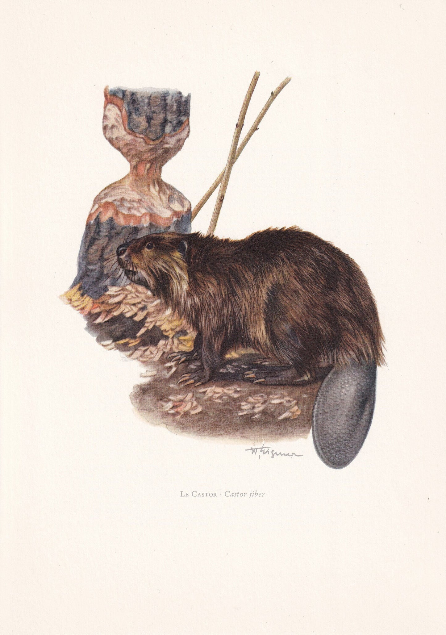 1960 EURASIAN BEAVER Print - Vintage Animal Print - Animal Illustration - Animal Wall Art - Vintage Mammal Print - 7.5 x 10.6
