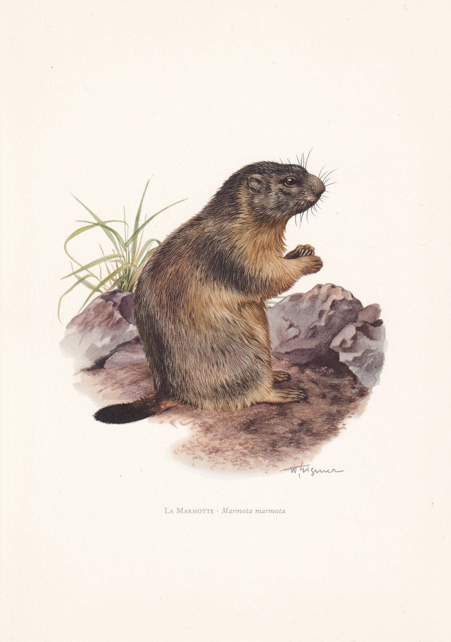 1960 ALPINE MARMOT Print - Vintage Animal Print - Animal Illustration - Animal Wall Art - Vintage Mammal Print - 7.5 x 10.6 I