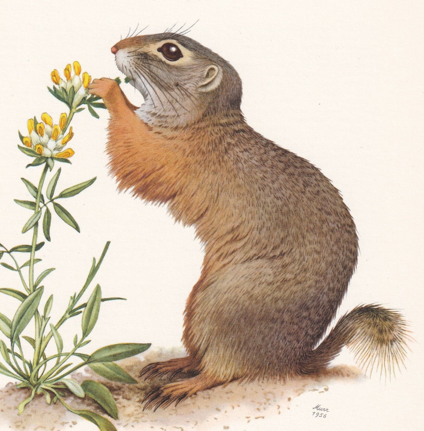 1960 EUROPEAN GROUND SQUIRREL Print - Vintage Animal Print - Animal Illustration - Animal Wall Art - Vintage Mammal Print - 6