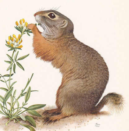 1960 EUROPEAN GROUND SQUIRREL Print - Vintage Animal Print - Animal Illustration - Animal Wall Art - Vintage Mammal Print - 6