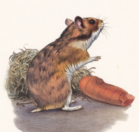 1960 GOLDEN HAMSTER Print - Vintage Animal Print - Animal Illustration - Animal Wall Art - Vintage Mammal Print - 7.5 x 10.6 