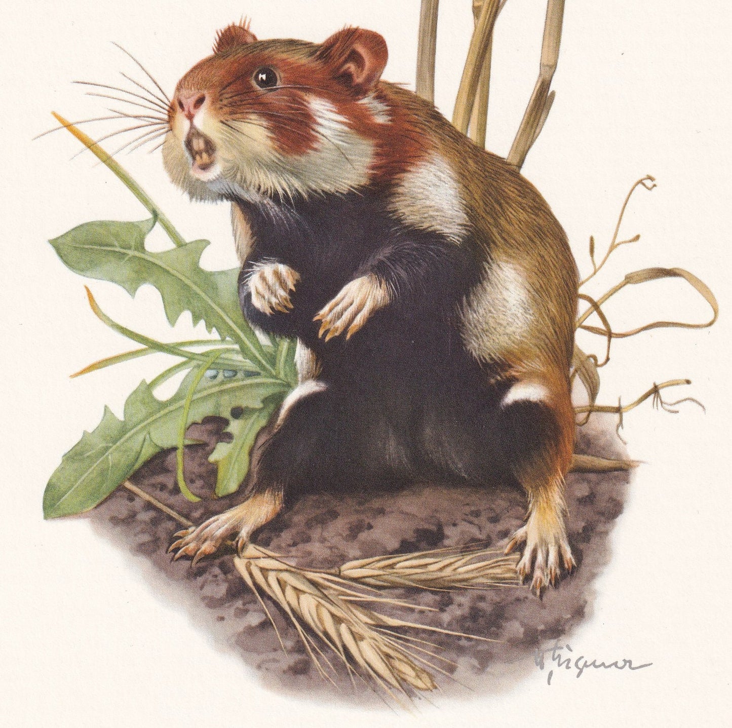 1960 EUROPEAN HAMSTER Print - Vintage Animal Print - Animal Illustration - Animal Wall Art - Vintage Mammal Print - 7.5 x 10.