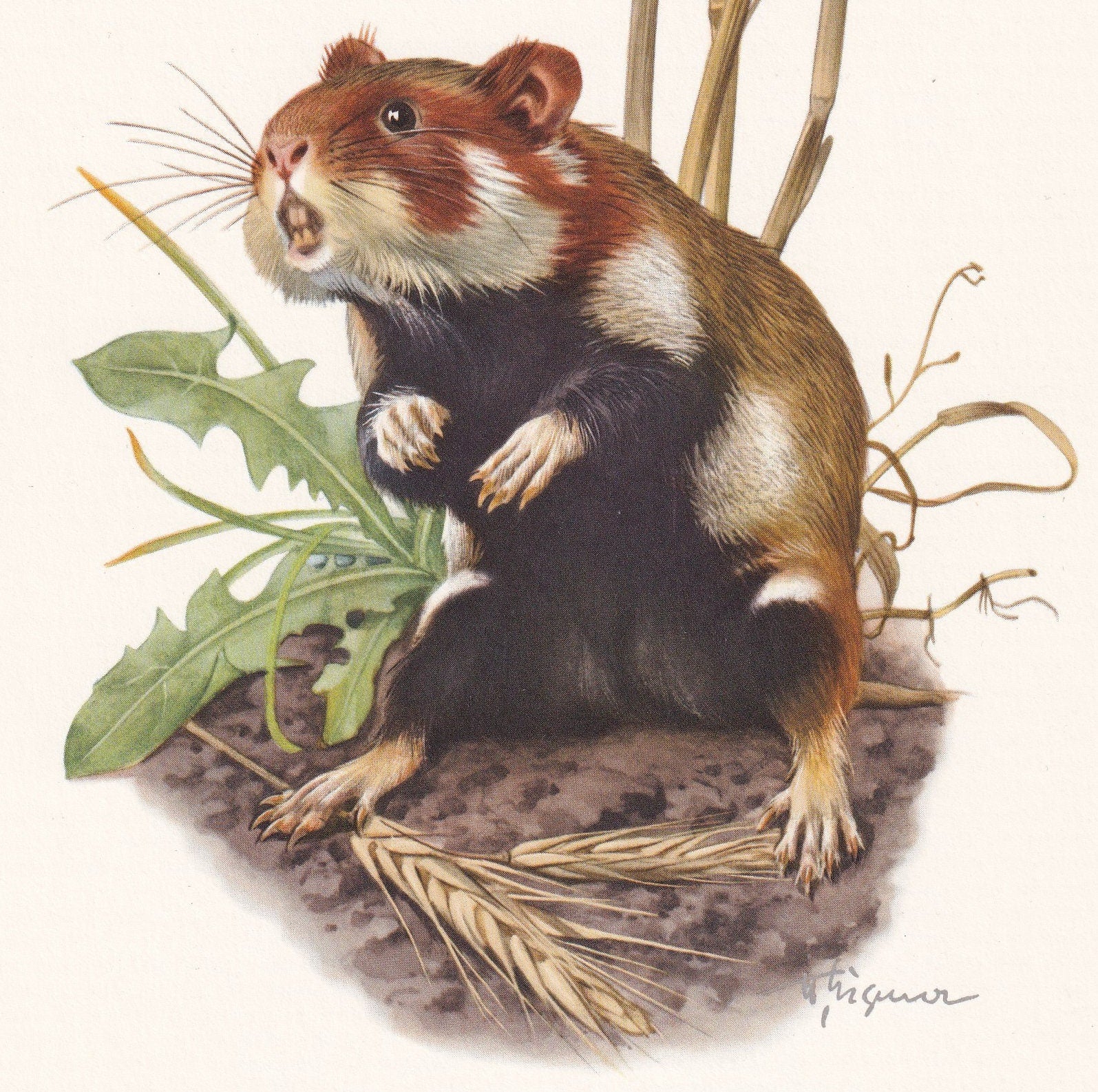 1960 EUROPEAN HAMSTER Print - Vintage Animal Print - Animal Illustration - Animal Wall Art - Vintage Mammal Print - 7.5 x 10.