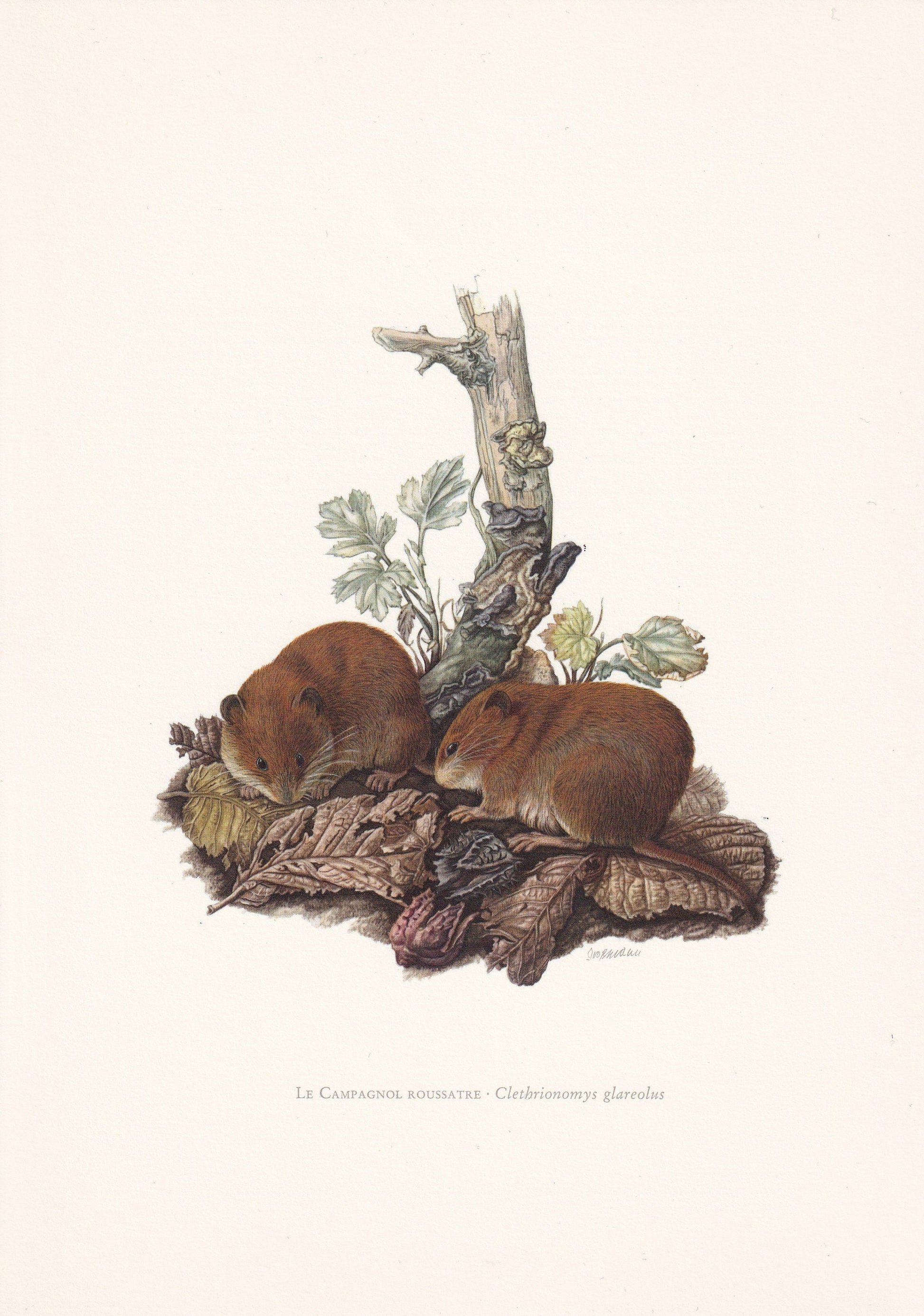 1960 BANK VOLE Print - Vintage Animal Print - Animal Illustration - Animal Wall Art - Vintage Mammal Print - 7.5 x 10.6 Inche