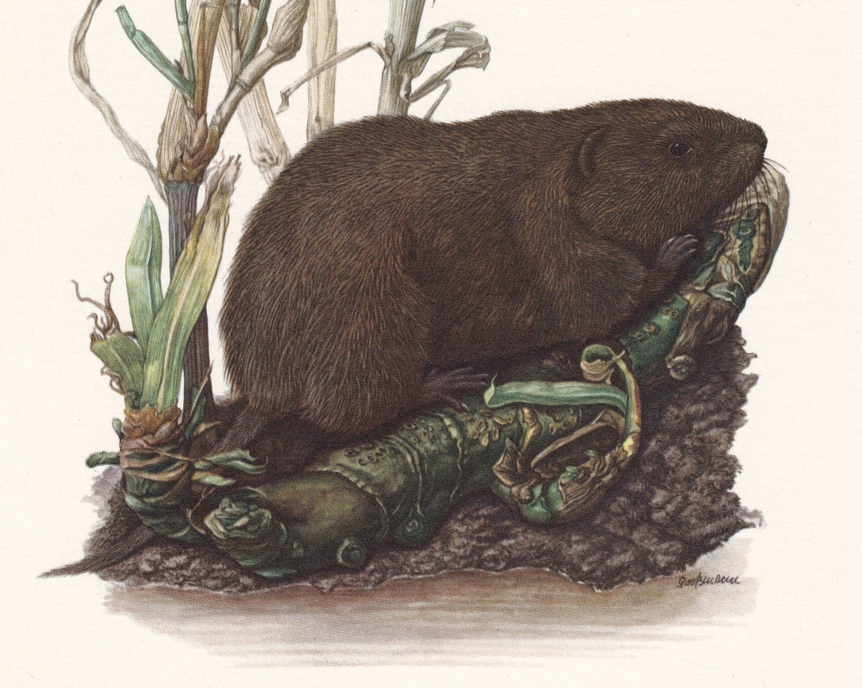 1960 EUROPEAN WATER VOLE Print - Vintage Animal Print - Animal Illustration - Animal Wall Art - Vintage Mammal Print - 7.5 x 