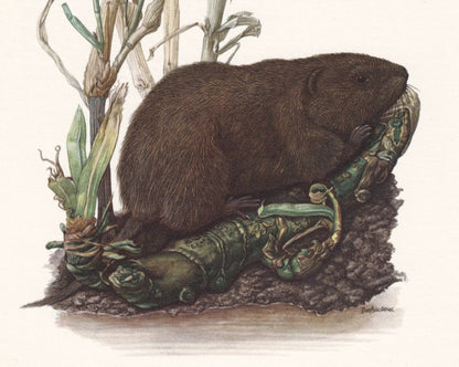 1960 EUROPEAN WATER VOLE Print - Vintage Animal Print - Animal Illustration - Animal Wall Art - Vintage Mammal Print - 7.5 x 