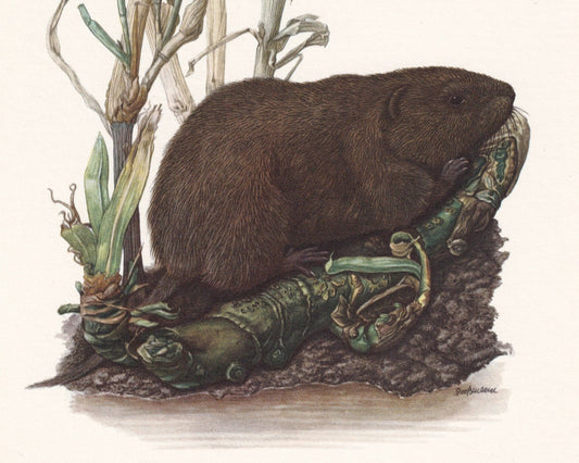 1960 EUROPEAN WATER VOLE Print - Vintage Animal Print - Animal Illustration - Animal Wall Art - Vintage Mammal Print - 7.5 x 