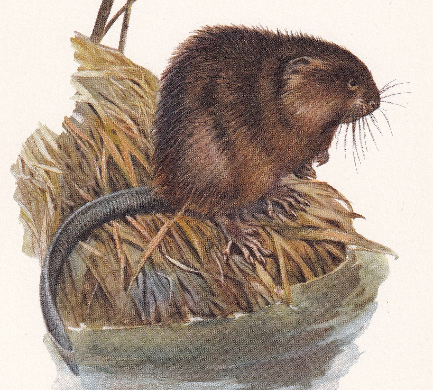 1960 MUSKRAT Print - Vintage Animal Print - Animal Illustration - Animal Wall Art - Vintage Mammal Print - 7.5 x 10.6 Inches