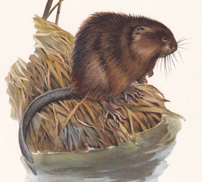 1960 MUSKRAT Print - Vintage Animal Print - Animal Illustration - Animal Wall Art - Vintage Mammal Print - 7.5 x 10.6 Inches