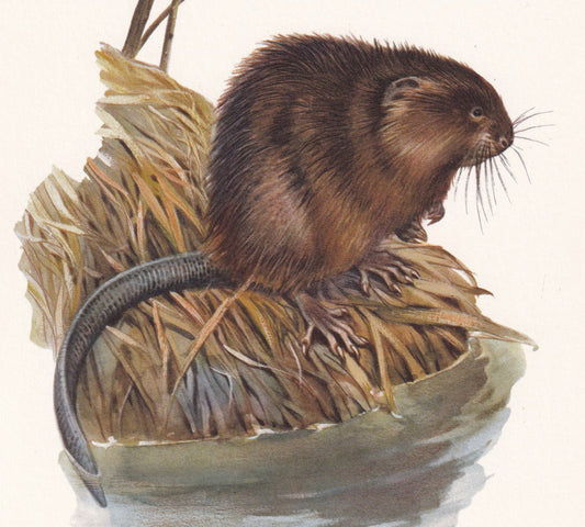 1960 MUSKRAT Print - Vintage Animal Print - Animal Illustration - Animal Wall Art - Vintage Mammal Print - 7.5 x 10.6 Inches