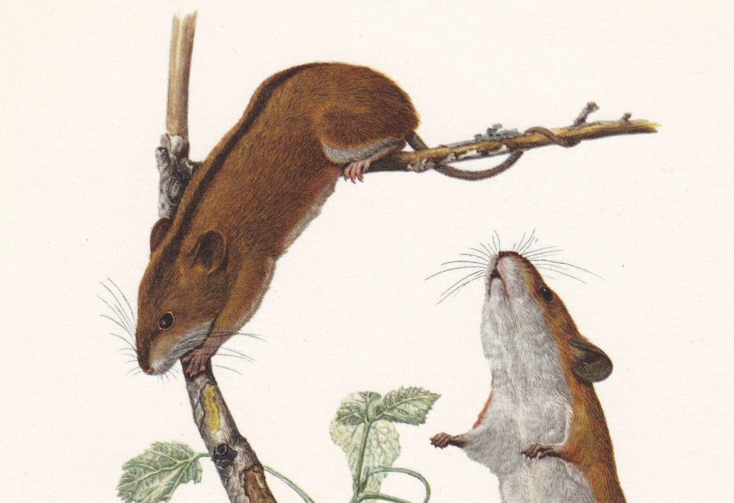 1960 STRIPED FIELD MOUSE Print - Vintage Animal Print - Animal Illustration - Animal Wall Art - Vintage Mammal Print - 7.5 x 