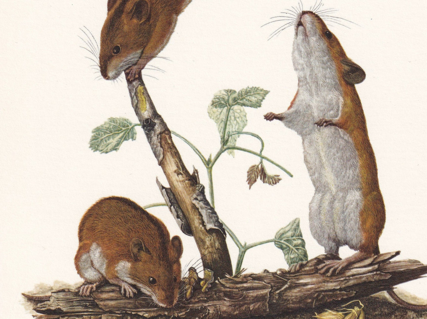 1960 STRIPED FIELD MOUSE Print - Vintage Animal Print - Animal Illustration - Animal Wall Art - Vintage Mammal Print - 7.5 x 