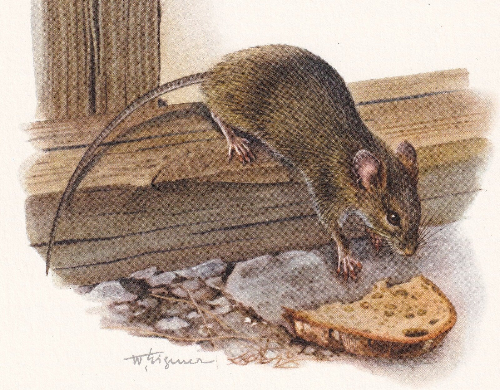 1960 HOUSE MOUSE Print - Vintage Animal Print - Animal Illustration - Animal Wall Art - Vintage Mammal Print - 7.5 x 10.6 Inc