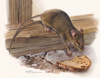 1960 HOUSE MOUSE Print - Vintage Animal Print - Animal Illustration - Animal Wall Art - Vintage Mammal Print - 7.5 x 10.6 Inc