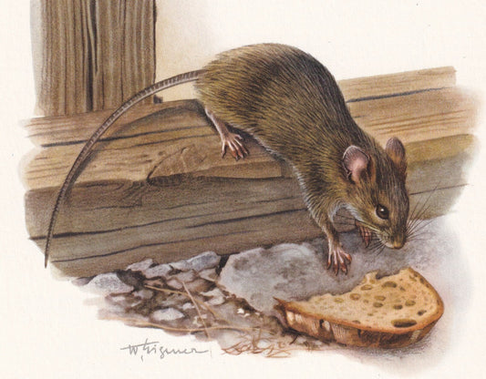 1960 HOUSE MOUSE Print - Vintage Animal Print - Animal Illustration - Animal Wall Art - Vintage Mammal Print - 7.5 x 10.6 Inc