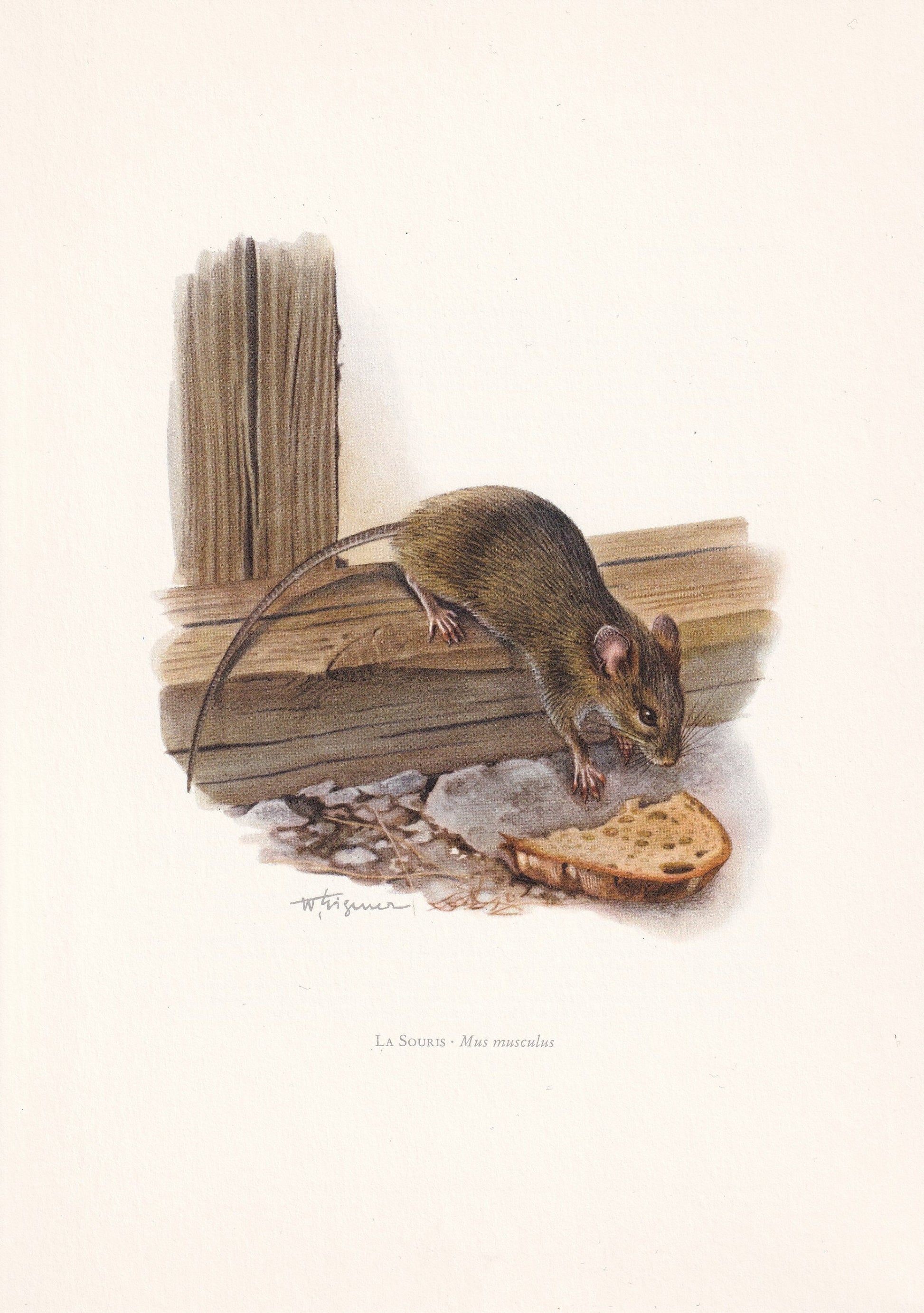 1960 HOUSE MOUSE Print - Vintage Animal Print - Animal Illustration - Animal Wall Art - Vintage Mammal Print - 7.5 x 10.6 Inc