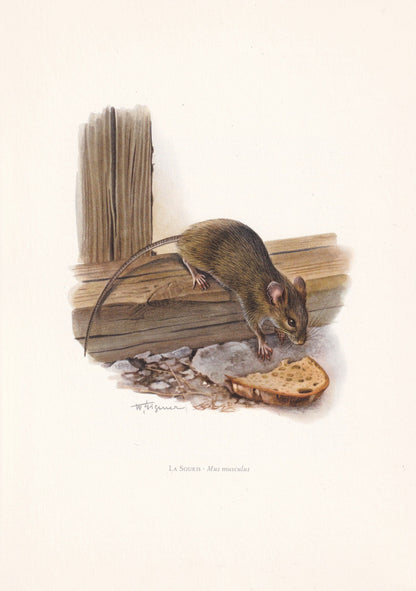 1960 HOUSE MOUSE Print - Vintage Animal Print - Animal Illustration - Animal Wall Art - Vintage Mammal Print - 7.5 x 10.6 Inc