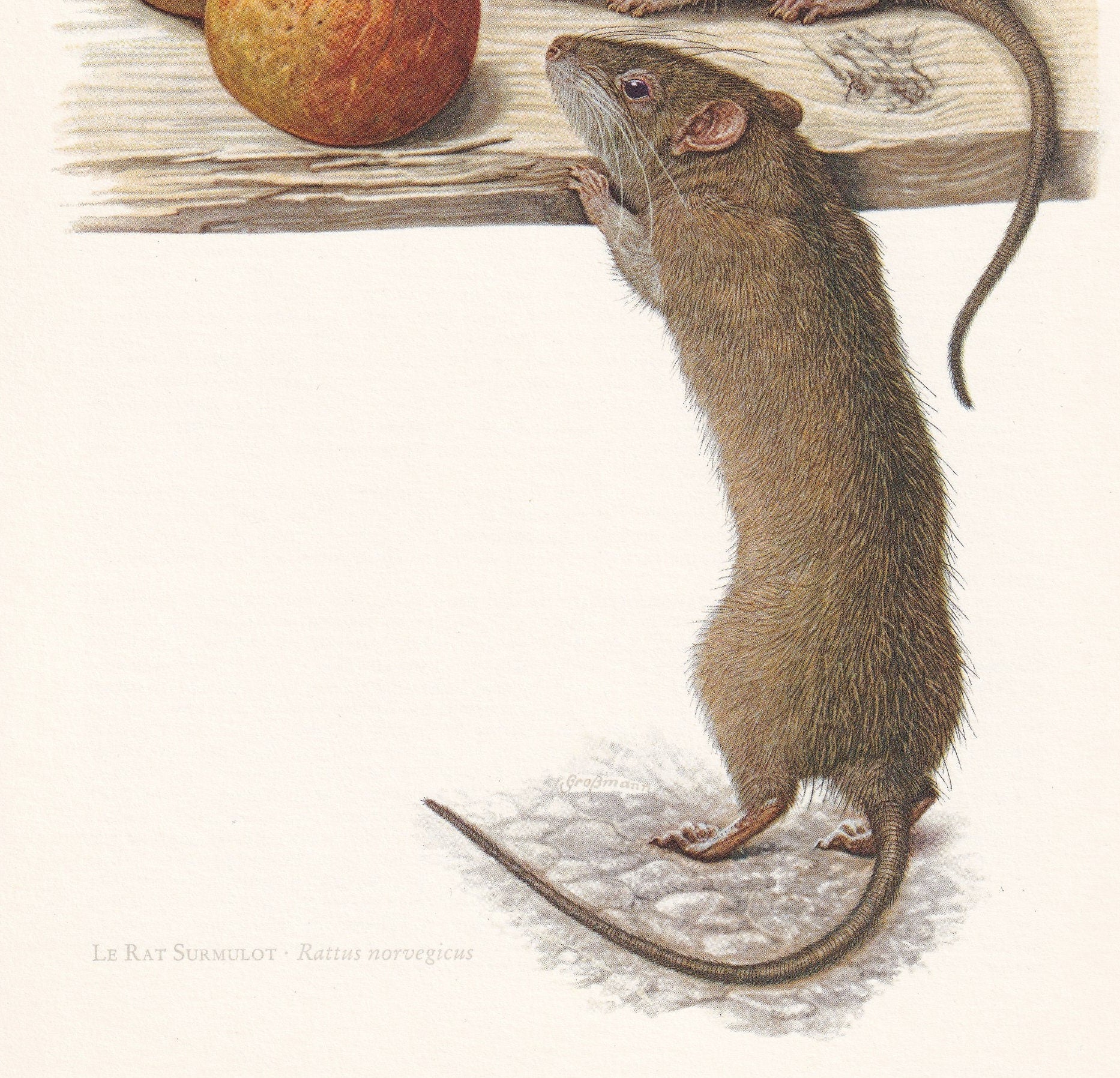 1960 BROWN RAT Print - Vintage Animal Print - Animal Illustration - Animal Wall Art - Vintage Mammal Print - 7.5 x 10.6 Inche