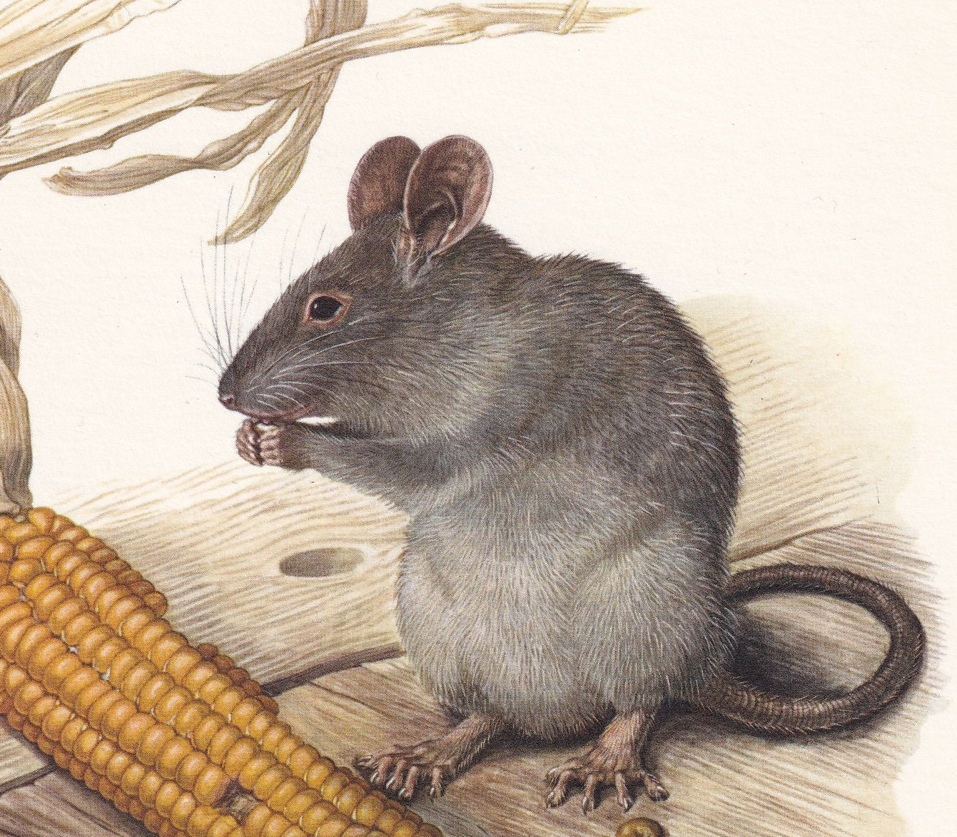 1960 BLACK RAT Print - Vintage Animal Print - Animal Illustration - Animal Wall Art - Vintage Mammal Print - 7.5 x 10.6 Inche