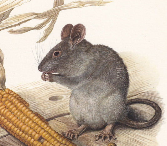 1960 BLACK RAT Print - Vintage Animal Print - Animal Illustration - Animal Wall Art - Vintage Mammal Print - 7.5 x 10.6 Inche