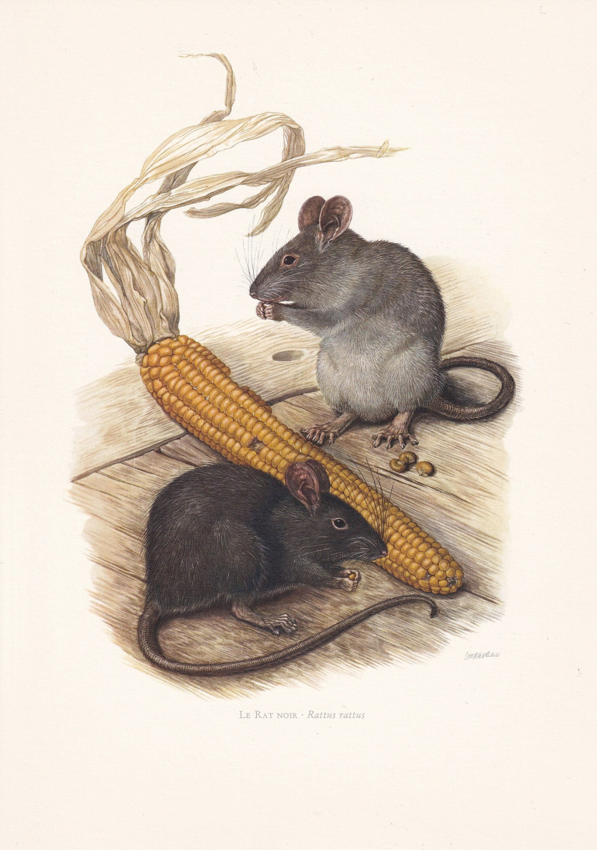 1960 BLACK RAT Print - Vintage Animal Print - Animal Illustration - Animal Wall Art - Vintage Mammal Print - 7.5 x 10.6 Inche