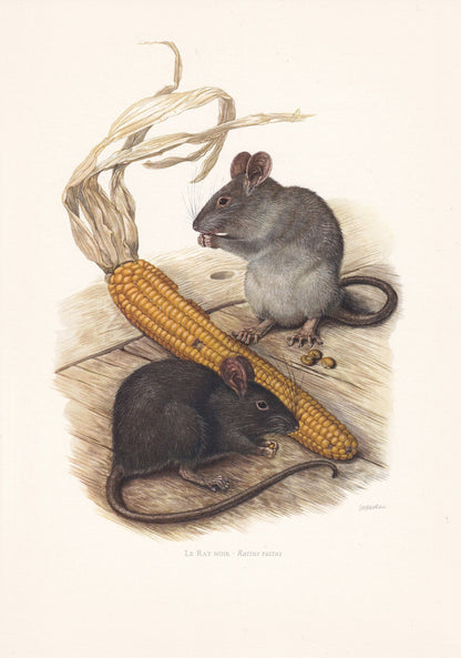 1960 BLACK RAT Print - Vintage Animal Print - Animal Illustration - Animal Wall Art - Vintage Mammal Print - 7.5 x 10.6 Inche